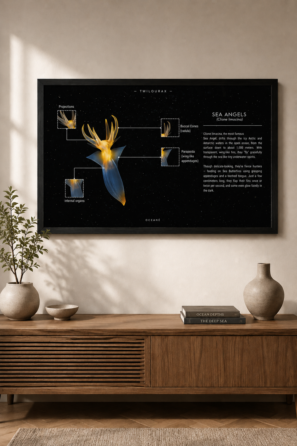 Sea Angel Poster | Marine Biology Educational Wall Art