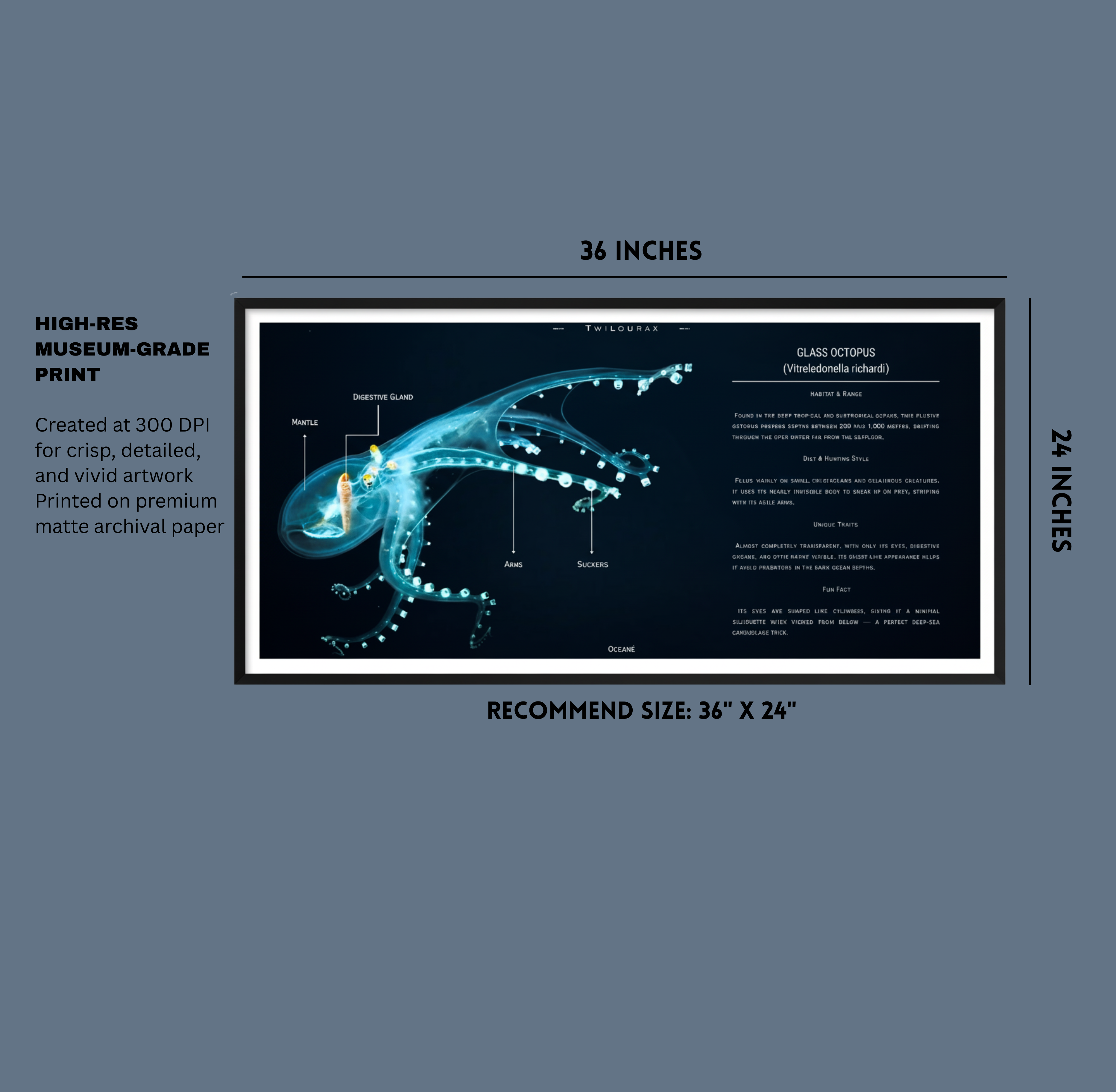 Glass Octopus Matte Poster | Oceanic Cephalopod Anatomy Art | Horizontal Scientific Illustration