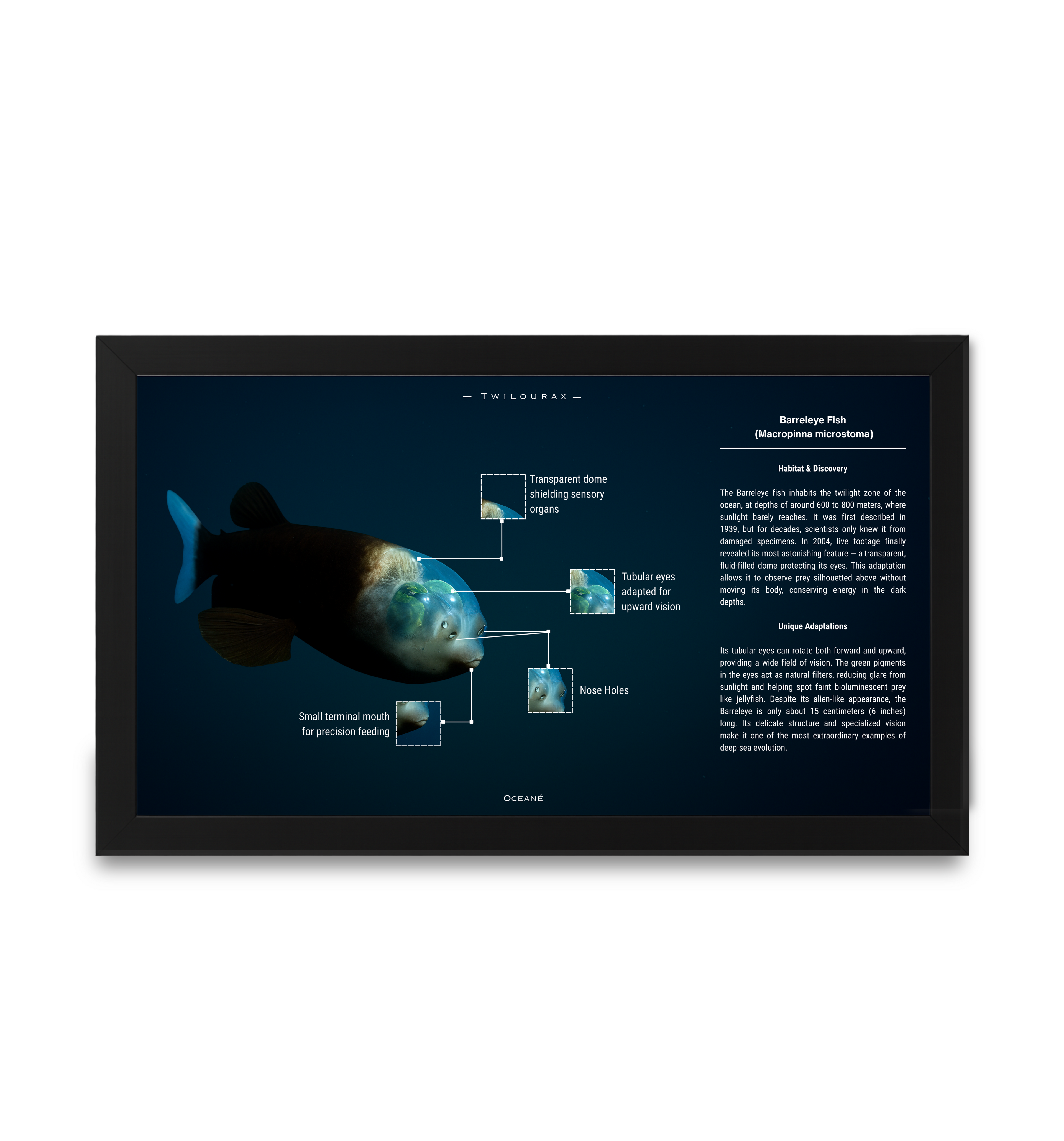 Barreleye Fish Poster | Deep Sea Anatomy Study Print | Matte Finish Horizontal Poster