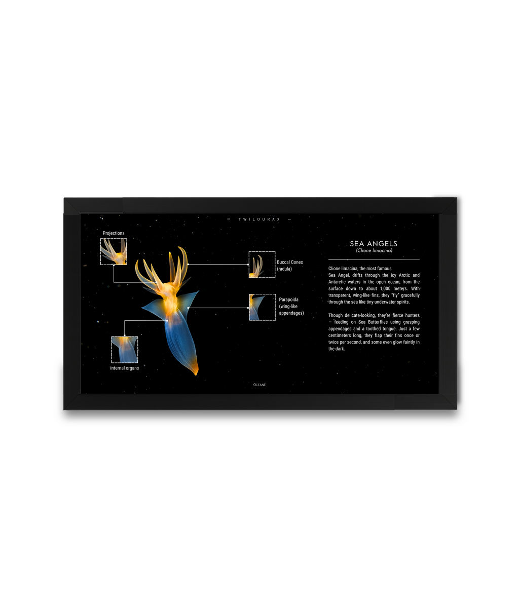 Sea Angels Poster | Arctic Marine Anatomy Art | Matte Finish Horizontal Wall Print