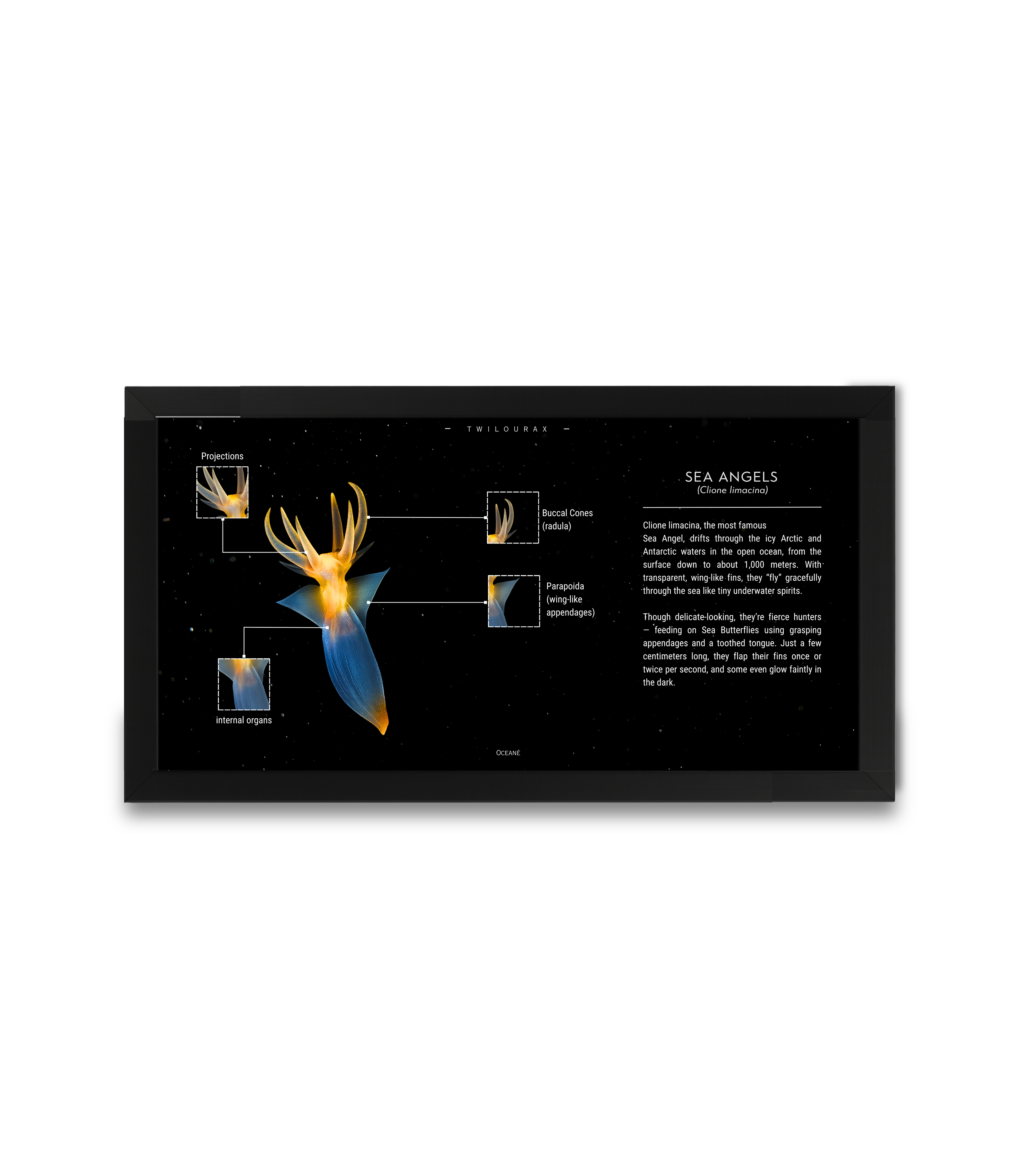 Sea Angels Poster | Arctic Marine Anatomy Art | Matte Finish Horizontal Wall Print