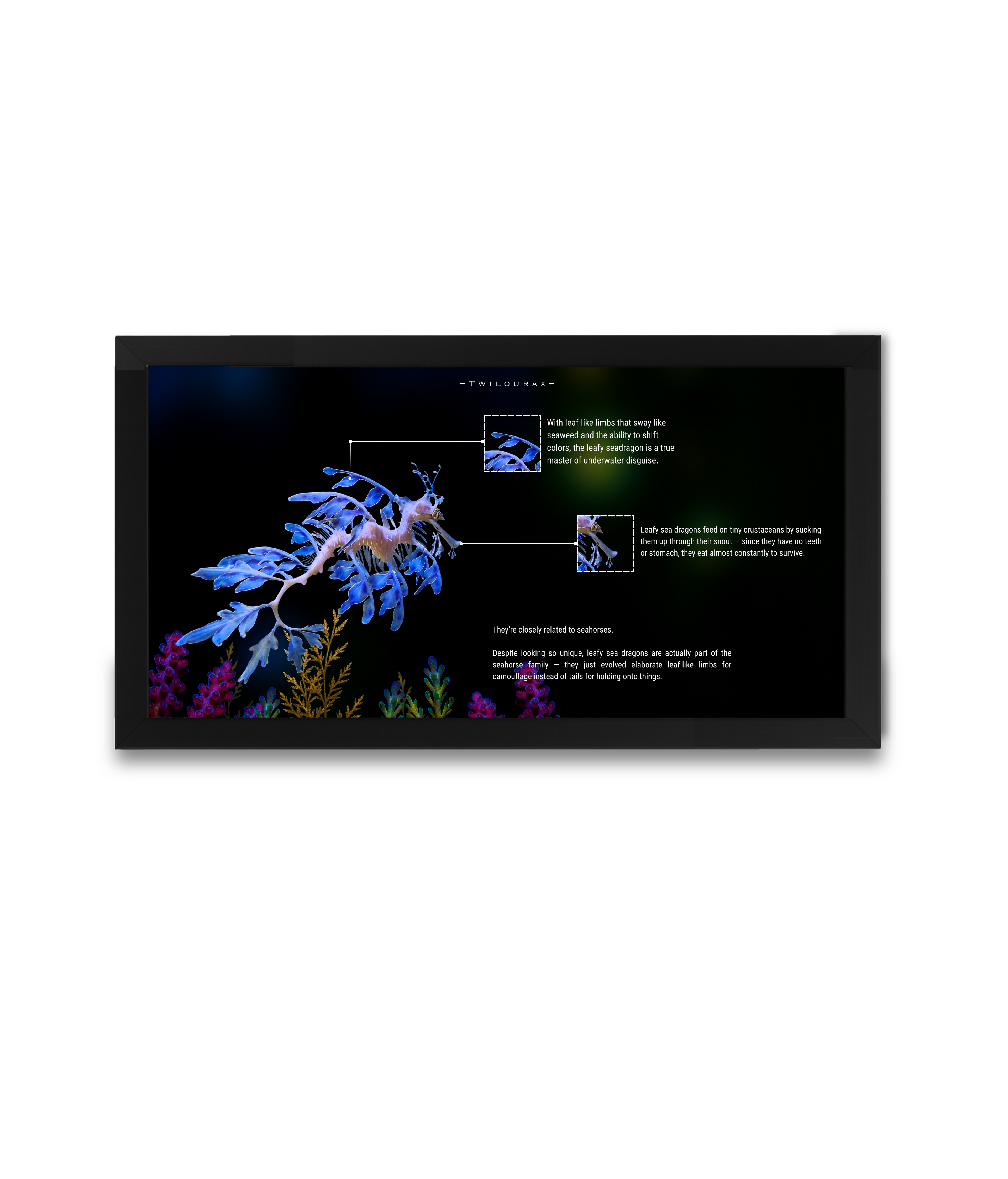 Leafy Sea Dragon Horizontal Poster | Marine Anatomy Wall Art | Scientific Ocean Illustration | Matte Archival Print