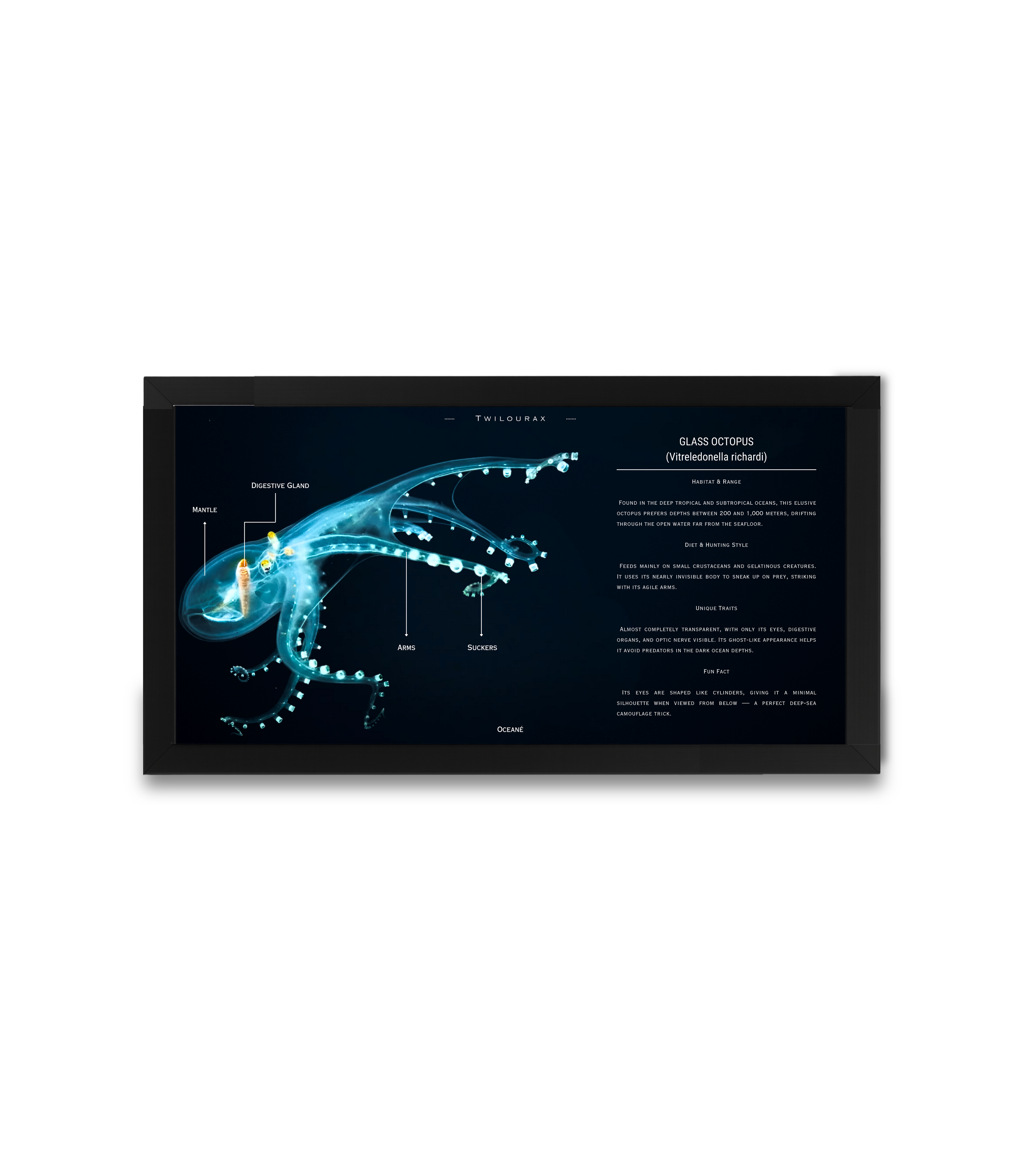 Glass Octopus Matte Poster | Oceanic Cephalopod Anatomy Art | Horizontal Scientific Illustration