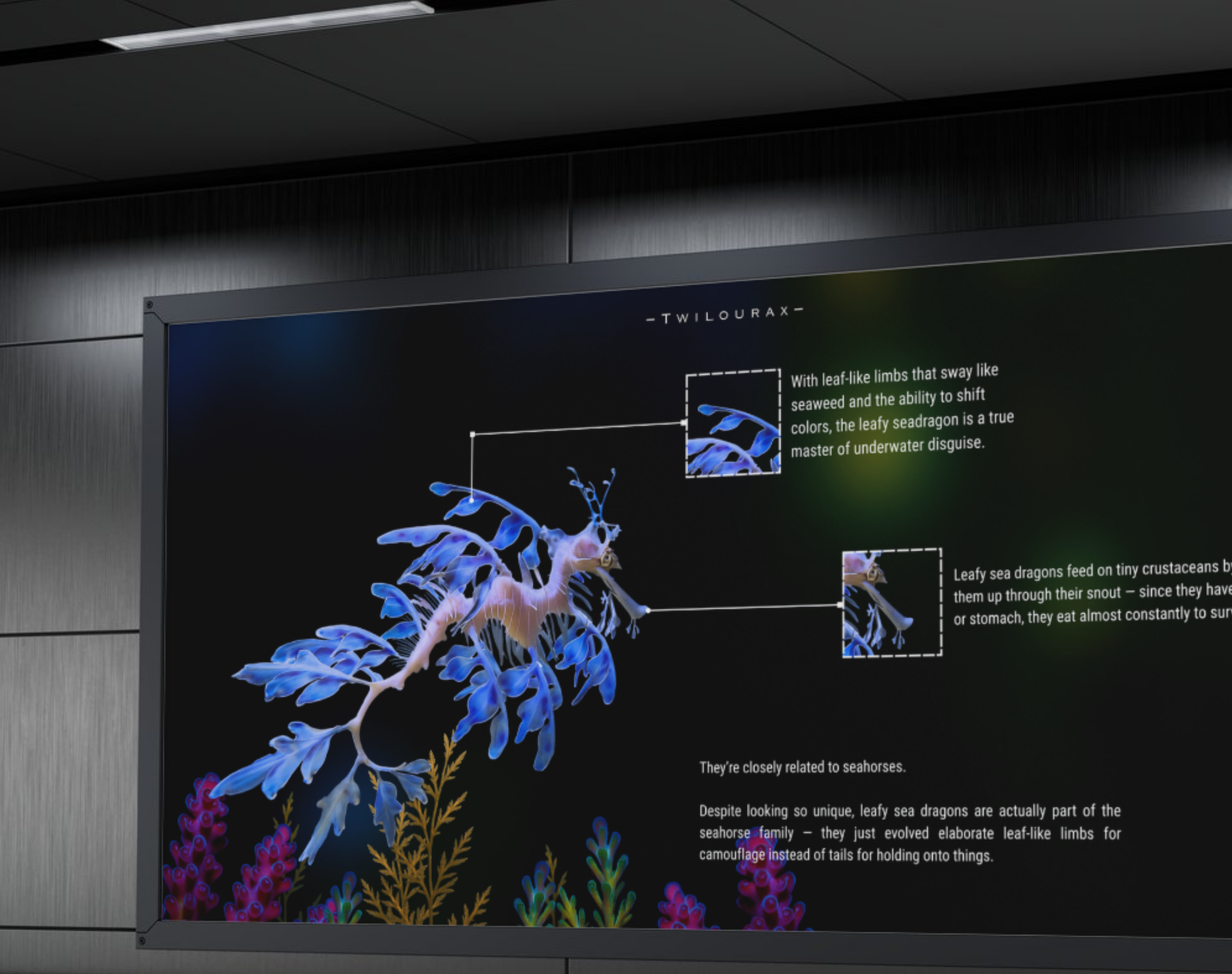 Leafy Sea Dragon Horizontal Poster | Marine Anatomy Wall Art | Scientific Ocean Illustration | Matte Archival Print