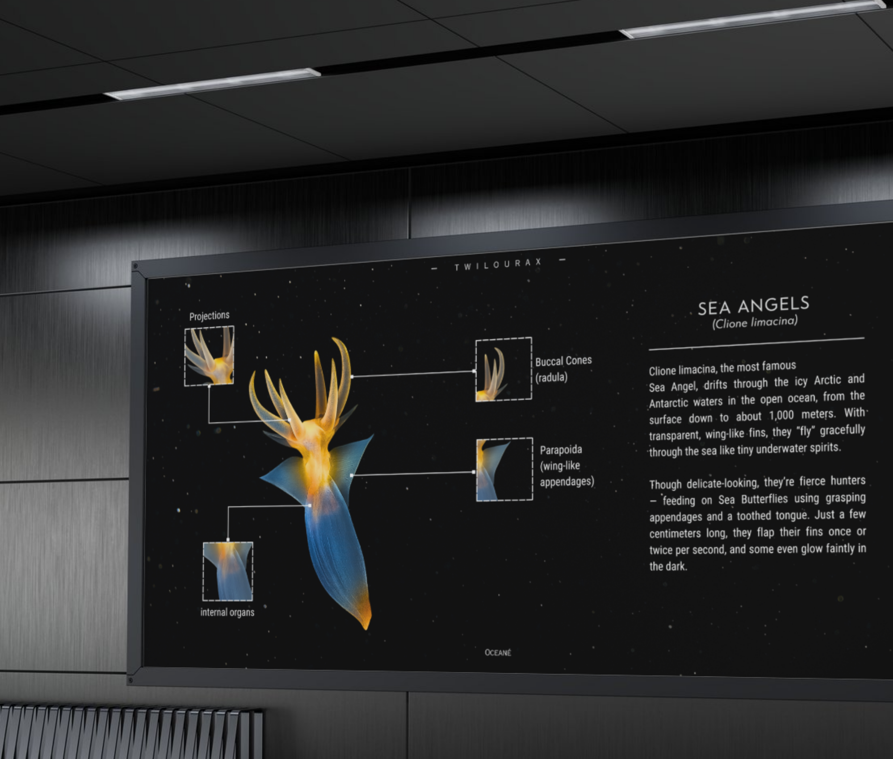 Sea Angels Poster | Arctic Marine Anatomy Art | Matte Finish Horizontal Wall Print