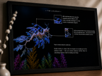 Leafy Sea Dragon Poster | Marine Biology Wall Art