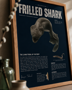 Frilled Shark Poster | Prehistoric Shark Wall Art