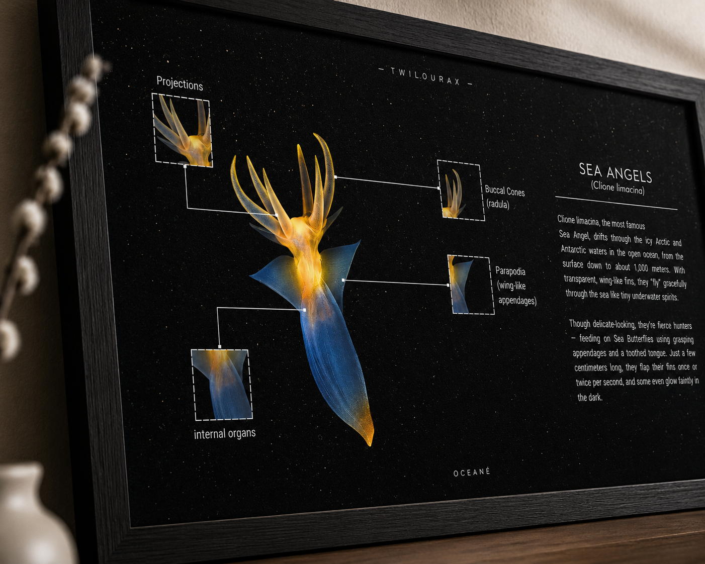 Sea Angel Poster | Marine Biology Educational Wall Art